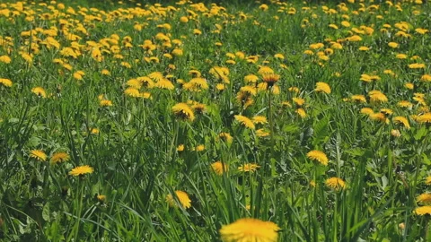 A large meadow with yellow dandelions Video stock 86422863