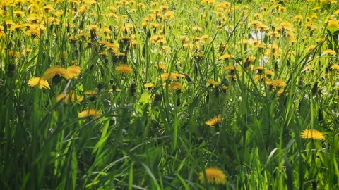 A large meadow with yellow dandelions Video stock 86424261