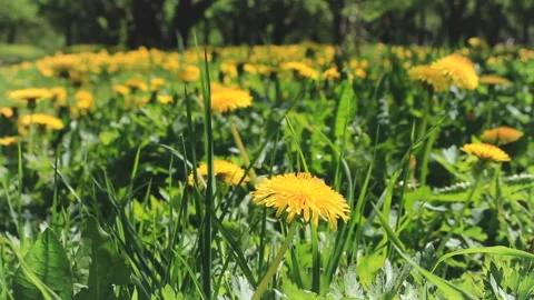 A large meadow with yellow dandelions Video stock 86424582