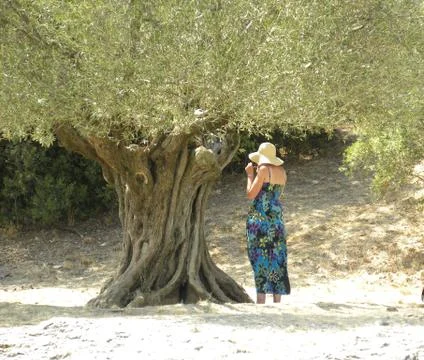 Large Mediterranean olive tree Stock Photos