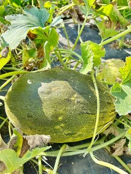 Large melon picked from the plot Stock Photos