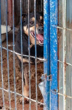 A large, menacing dog in a doghouse behind bars in a shelter for homeless dog Stock Photos