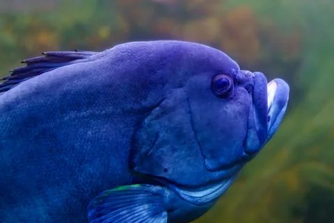 Large menacing looking fish with its mouth open and swimming along the seabed. Stock Photos