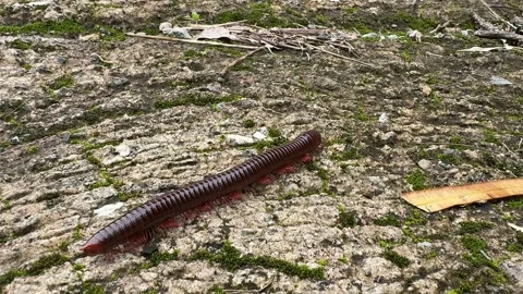 Large Milipede Crawling on Ground Stock Footage 311576044