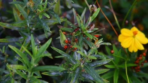 Large Milkweed Beetles Stock Footage 80311438