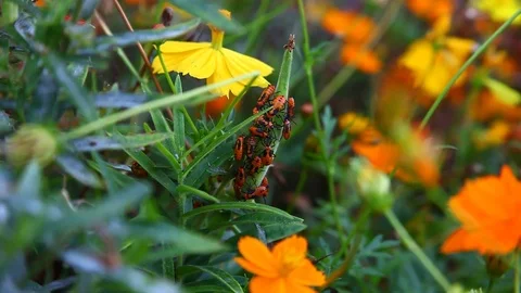 Large Milkweed Beetles Stockbeeldmateriaal 80311472
