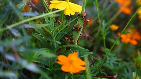 Large Milkweed Beetles Stock-Footage 80311502