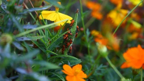 Large Milkweed Beetles Stock Footage 80311531