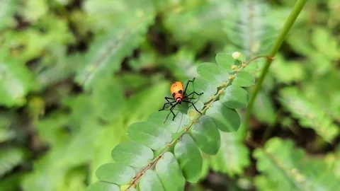 Large milkweed bug. Attentive to attack, on top of a leaf. Plague of crops. Stock Footage 99554394