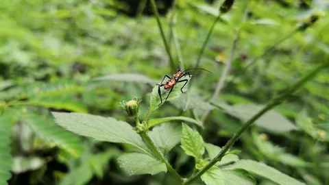 Large milkweed bug. Beautiful orange insect with body covered with thorns Stock Footage 99554195