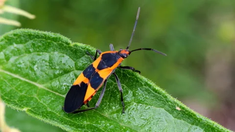 Large milkweed bug Stock-Footage 201165669