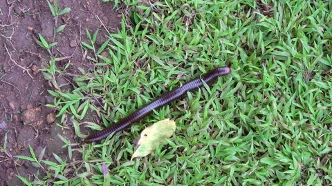 Large millipede crawling on the stalk of grass Stock Footage 81624194