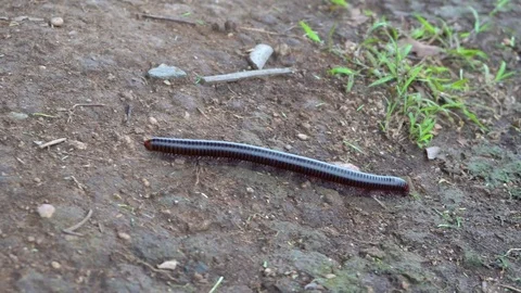 Large Millipede Crawling On The Stalk Of Grass Stock Footage 81698023