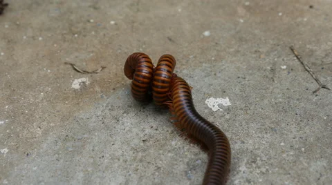 Large Millipede Mating Stock Footage 64991535