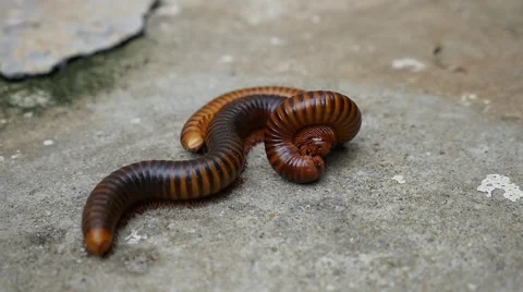 Large Millipede Mating Stock Footage 64992113