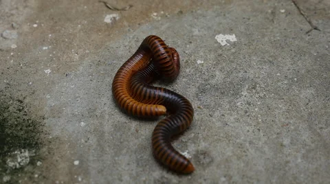 Large Millipede Mating Stock Footage 64992307