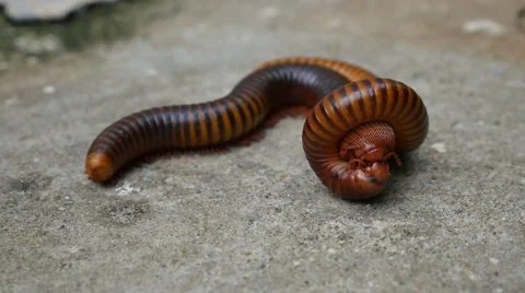 Large Millipede Mating Stock Footage 64996004