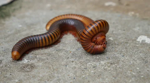 Large Millipede Mating Stock Footage 64996166