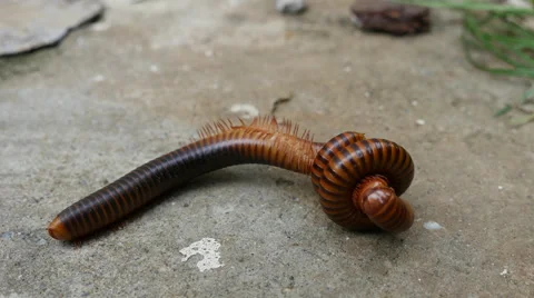 Large Millipede Mating Stock Footage 64997720