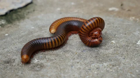 Large Millipede Mating Stock Footage 65005221