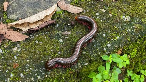 A large millipede on moss Фото
