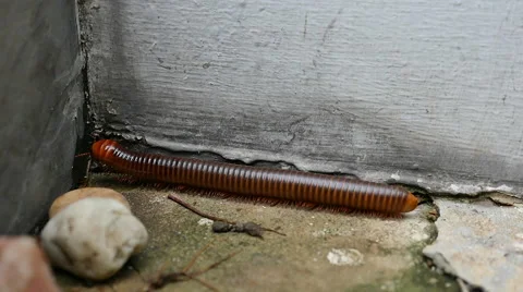 Large millipede walking Stock Footage 64989759