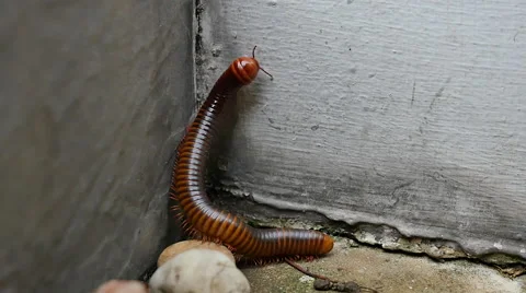 Large millipede walking Stock Footage 64990177