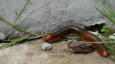 Large millipede walking Stock Footage 64991054