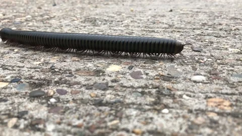 A large millipede is walking on the ground. Stock Footage 157665188