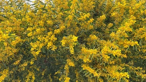 Large Mimosa tree close-up full of vibrant yellow flowers Stock Footage 308949959