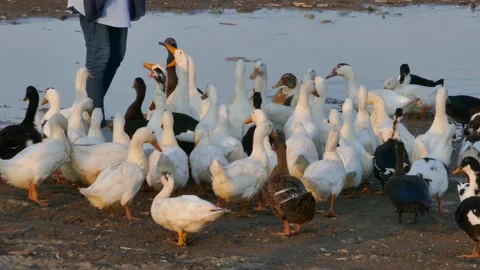 A large mixed flock of ducks gathers on the muddy shore near people Stock Footage 318681565