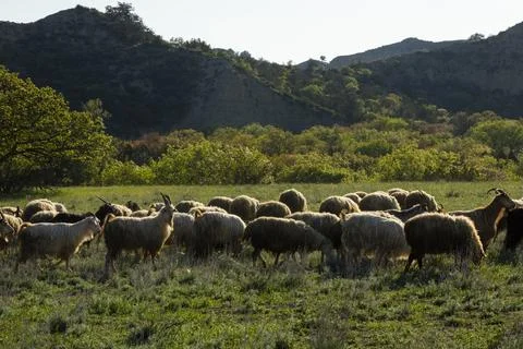 A large mixed flock of sheep and goats grazing in a sunlit rural pasture Foto stock
