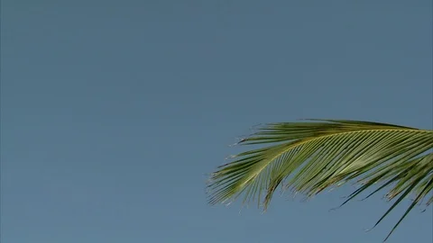 Large model of a Blue Marlin fish supported from wooden structure with palm tree Stock Footage 95604888
