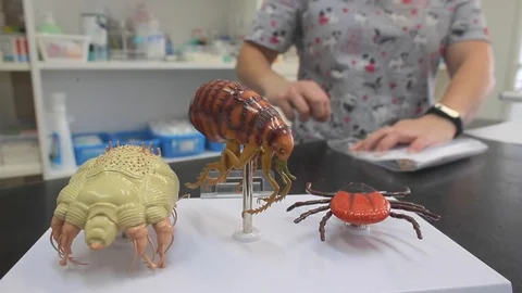 Large models of parasitic insects: flea, mite. Demonstration of parasites. Layou Vidéo 92425962