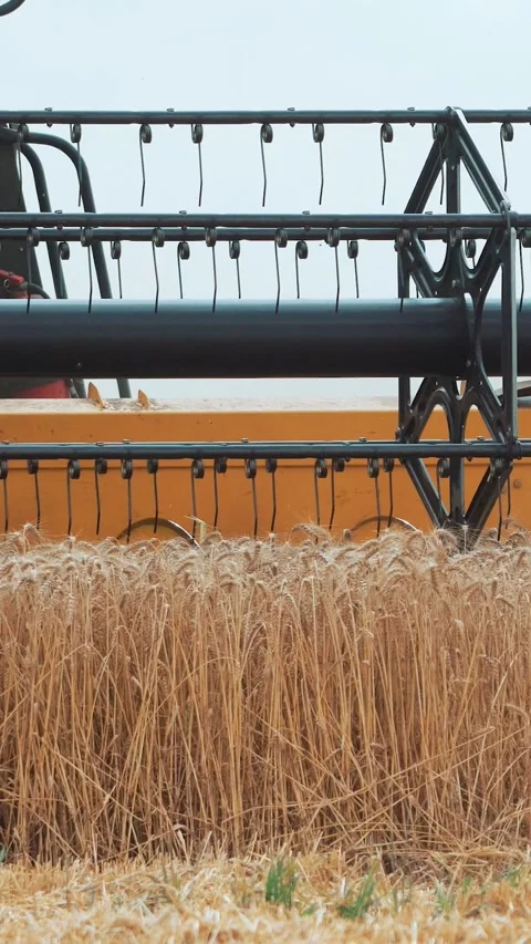 Large modern combine in the field mows spikelet of wheat. Harvester mower Stock Footage 272297741