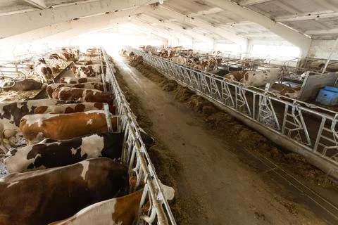Large modern cowshed with dairy cows feeding in barn for milk production an.. Stock Photos