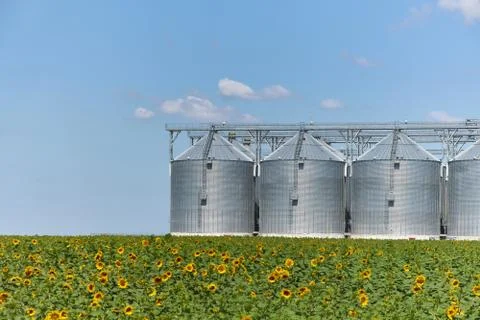 Large modern wheat elevator, granary and field with a blooming sunflower Stock Photos