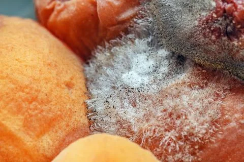 Large mold on peach Stock Photos