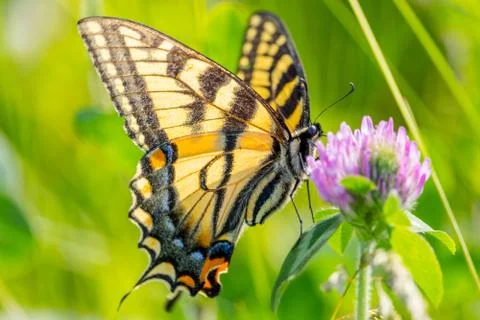 Large Monarch Butterfly Stock Photos