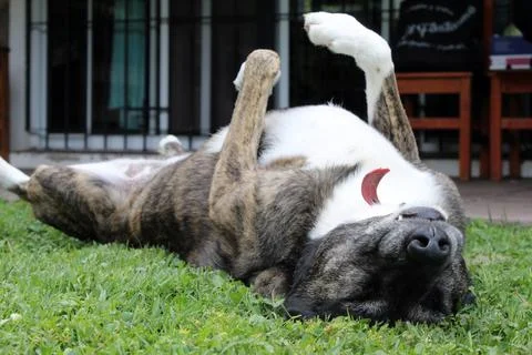 Large Mongrel Dog Napping Belly Up Stock Photos