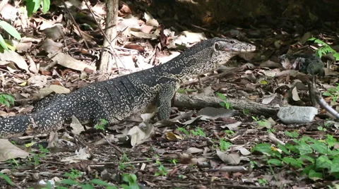 A Large Monitor Lizard on a Remote Thai Island Stock Footage 59797967