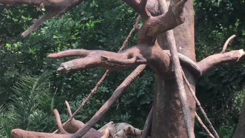 Large Monkey Lays on Tree  動画素材 171436300