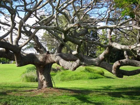 Large Monkey Pod Tree Stock Photos