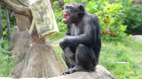 Large monkey sitting and looking around, opens mouth real big Stock Footage 8690658