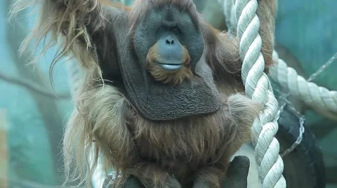 Large monkey sitting on a tree and looks Stock Footage 59186430