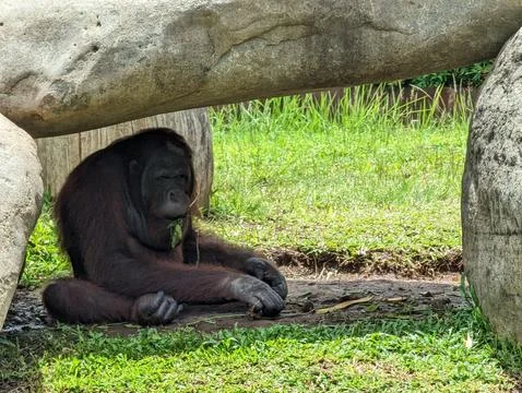 Large monkey sitting underneath a rock next to grass and a rock Stock Photos