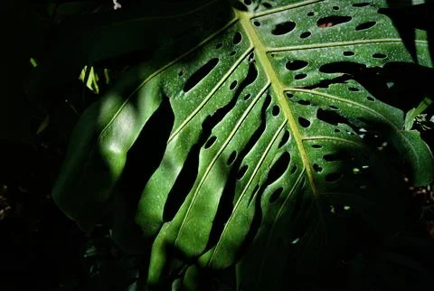 The large Monstera leaf, under the dappled shade of trees. 스톡 사진