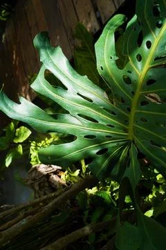 The large Monstera leaf, under the dappled shade of trees. Stock Photos