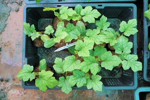 The large Monstera leaf, under the dappled shade of trees. Stock Photos