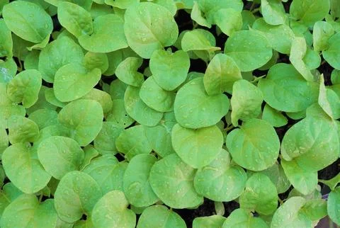 The large Monstera leaf, under the dappled shade of trees. Stock-Fotos
